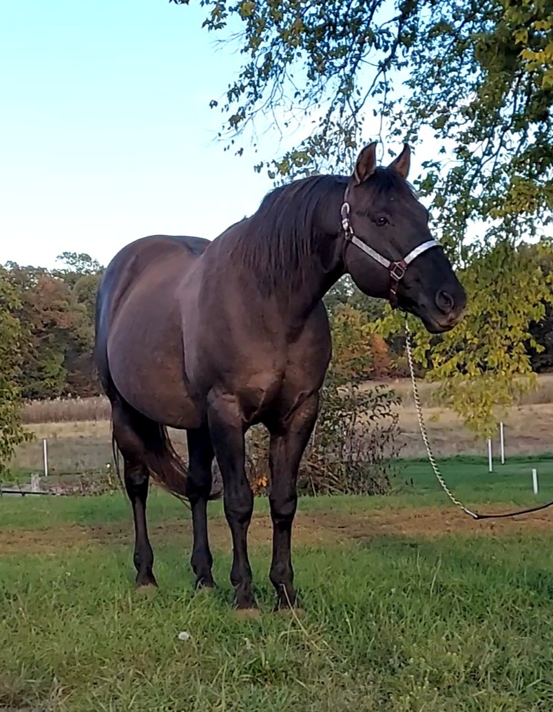 Indigo Mega Cropped