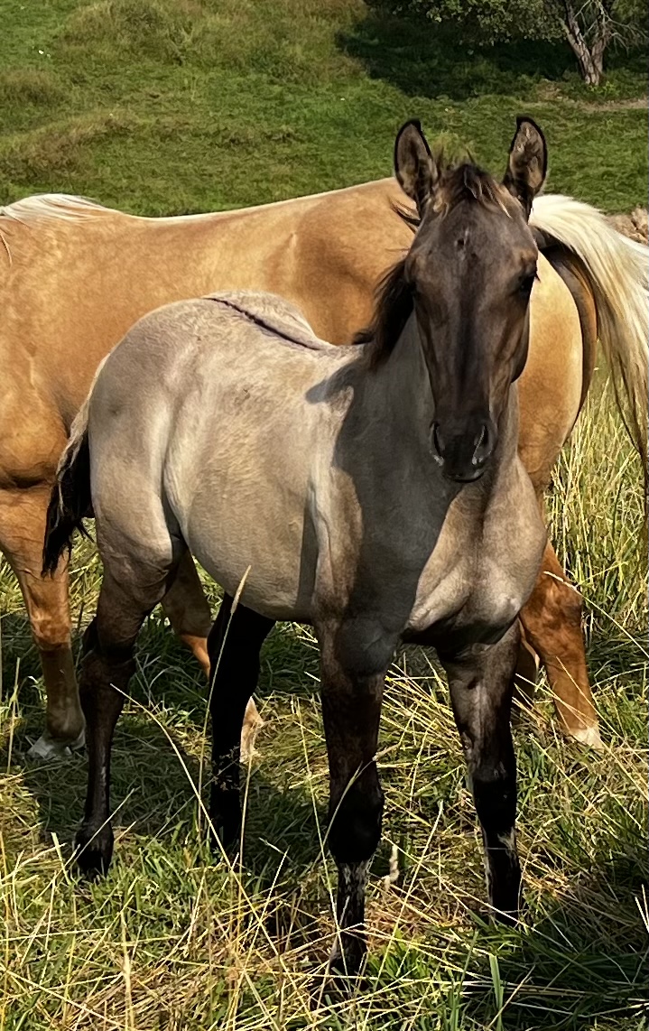 C MEGA VAQUERO