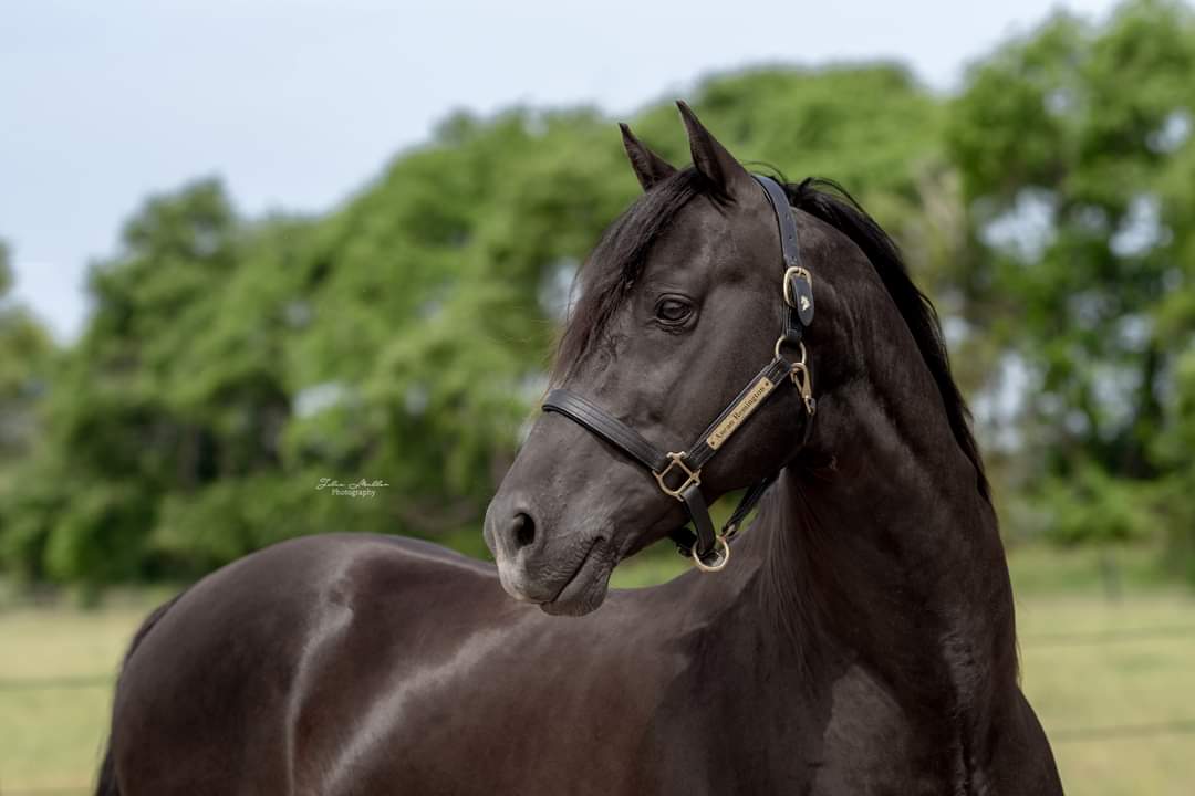 ANCAN REMINGTON